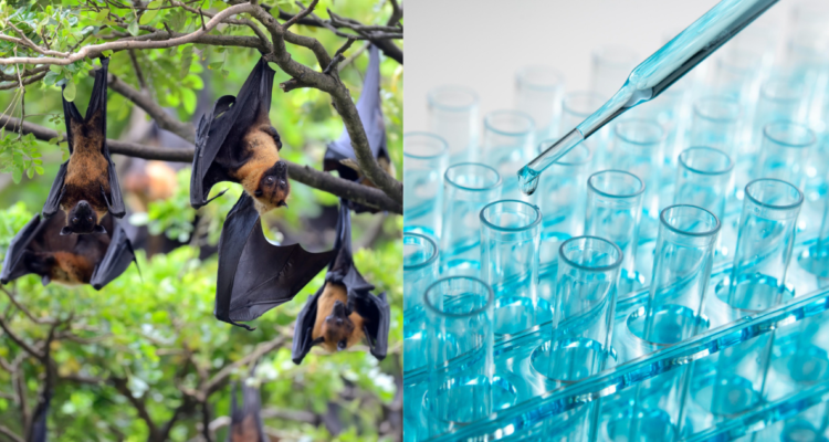 virus-marburgo-brote-en-ghana-sintomas-y-tratamiento