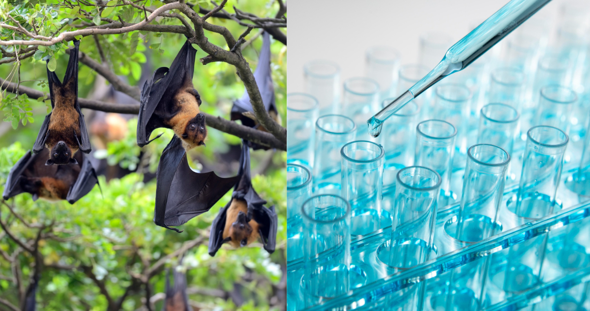 virus-marburgo-brote-en-ghana-sintomas-y-tratamiento