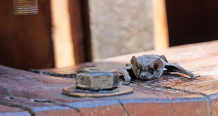 Región Los Ríos zoonosis