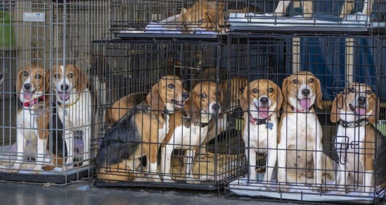 4000 perros beagles buscan hogar en Estados Unidos
