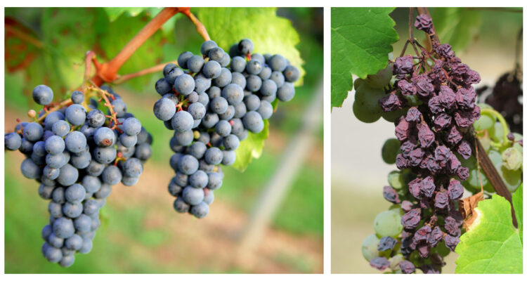 Foto contexto calor en China