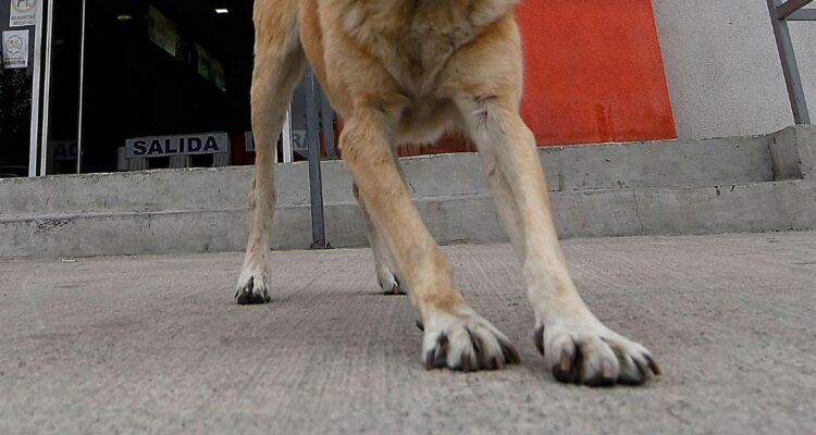 abuso sexual perrita