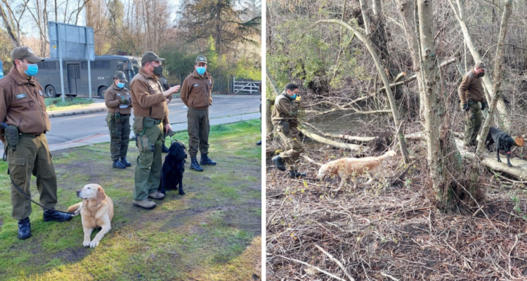 Adulto mayor con alzheimer sigue desaparecido en Yumbel: perros rastreadores se unieron a búsqueda
