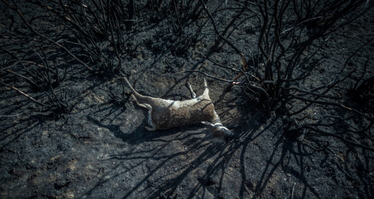 “Final climático: explorando los escenarios catastróficos del cambio climático” es el nombre de la investigación de un equipo científico que alerta que el calentamiento global podría llegar a ser peor de lo que pensamos.