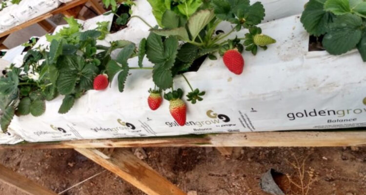 Min. de Agricultura declara emergencia agrícola ante plaga que afecta la producción de frutillas