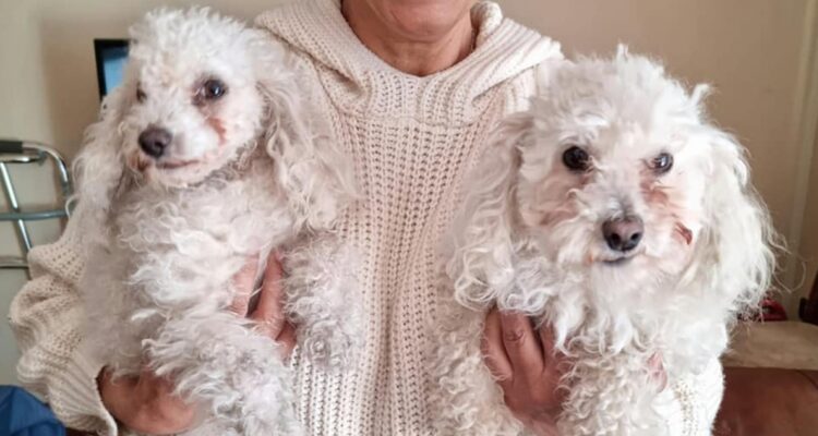 ¡Aparecieron! Encuentran a los dos perros que fueron robados junto a camioneta en La Florida