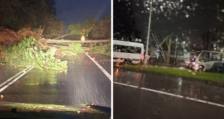 Árboles y postes caídos en ruta de la madera y comunas del Gran Concepción.