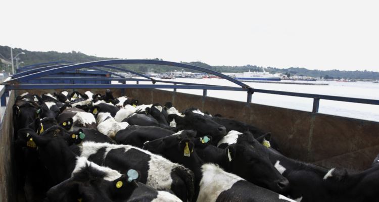 Asaltan a chofer que trasladaba vacas en Salto del Laja: lo golpearon, ataron y dejaron tirado