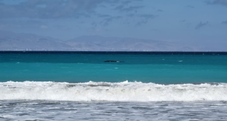 ballena franca austral