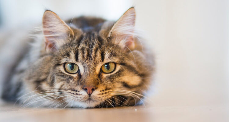 Beneficios de tener un gato