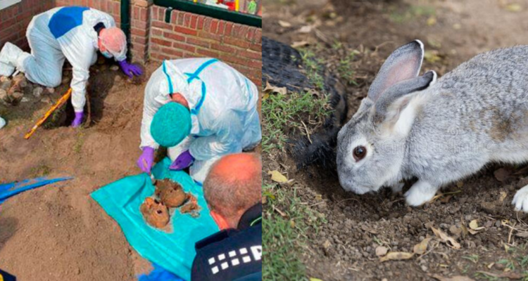 Conejos dejan al descubierto cadáveres