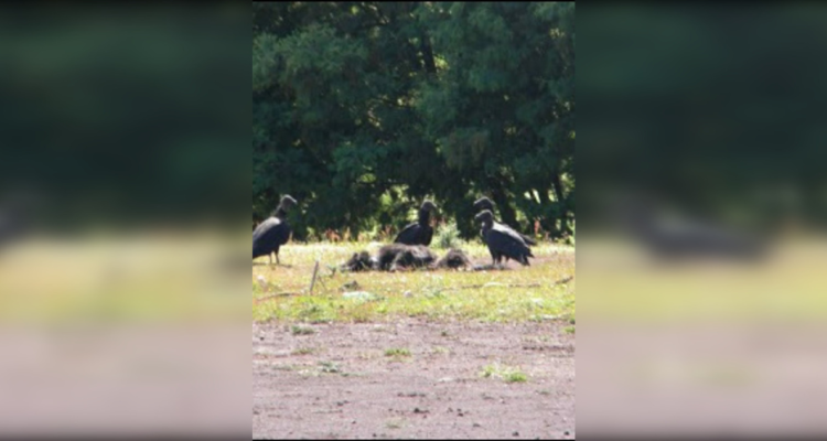 Tribunal declara admisible querella por muerte de más de 5 mil perros en canil municipal de Temuco.