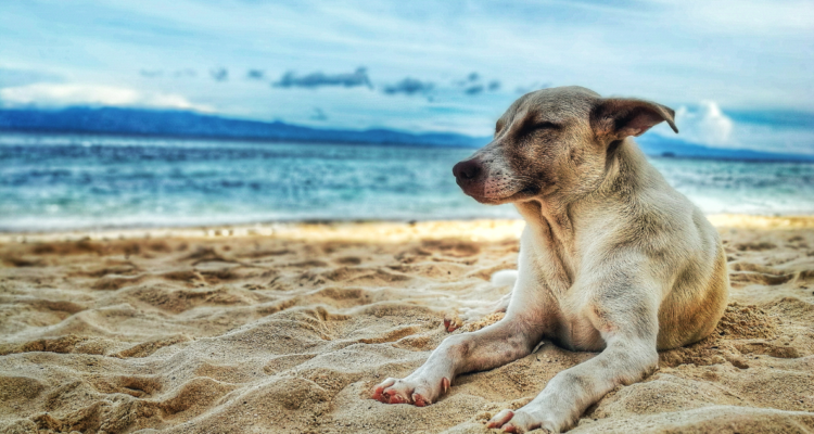 causas-demencia-canin