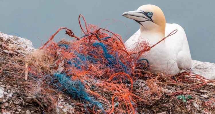 Contaminación por plásticos