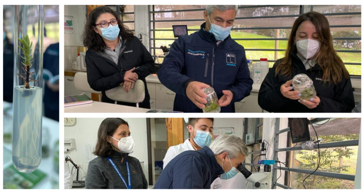 Infor y árboles nativos