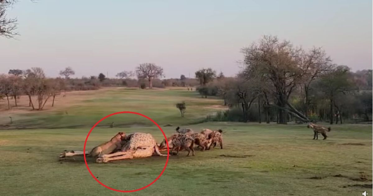 El club de golf más salvaje del mundo en Sudáfrica