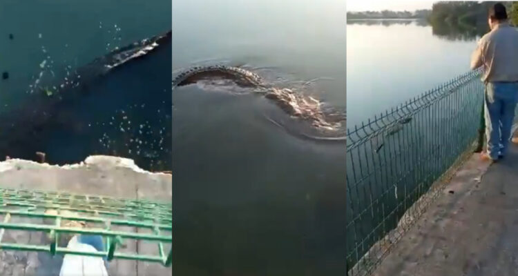 cocodrilo paseando cadáver