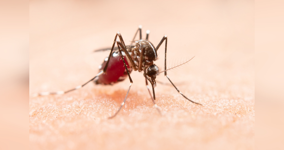 Mosquitos