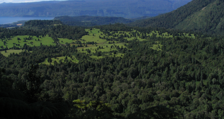 Conaf denuncia al CDE loteos inmobiliarios dentro de área protegida en Parque Nacional Puyehue