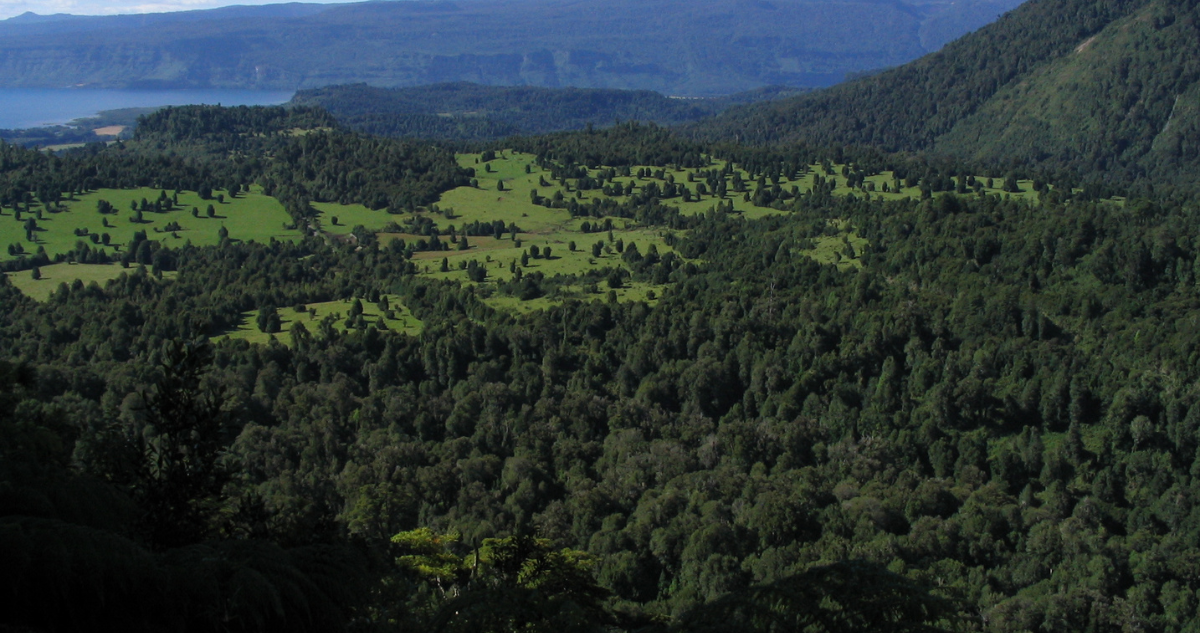 Conaf denuncia al CDE loteos inmobiliarios dentro de área protegida en Parque Nacional Puyehue
