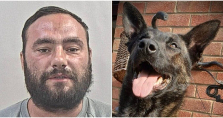 Condenan a prisión a hombre británico que mordió a un perro policial en la cabeza