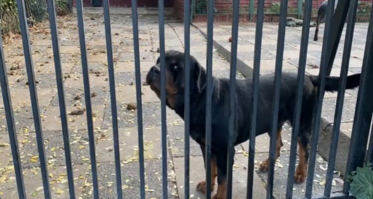 Uno de los perros que protagonizaron el ataque a niña de 5 años en La Reina