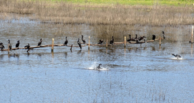 conservación de biodiversidad