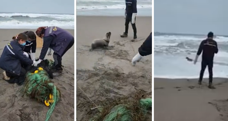 cría de lobo marina