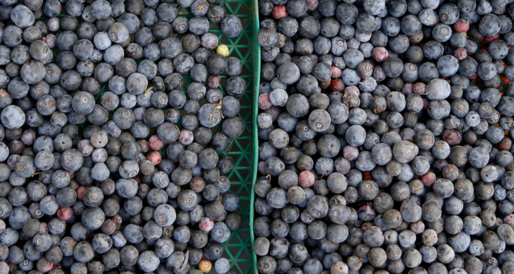 Crisis en producción de arándanos: agricultores solicitan financiamiento del Gobierno en Osorno