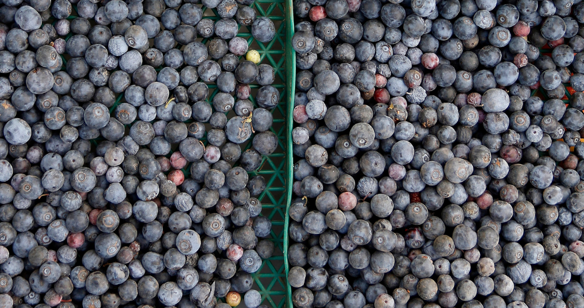Crisis en producción de arándanos: agricultores solicitan financiamiento del Gobierno en Osorno