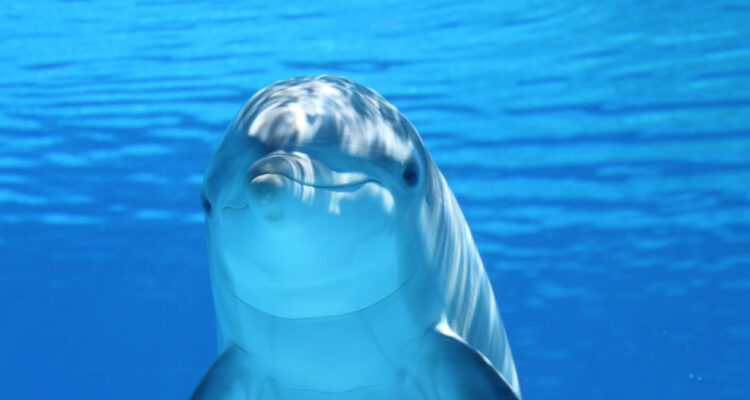 El lado oscuro de los delfines