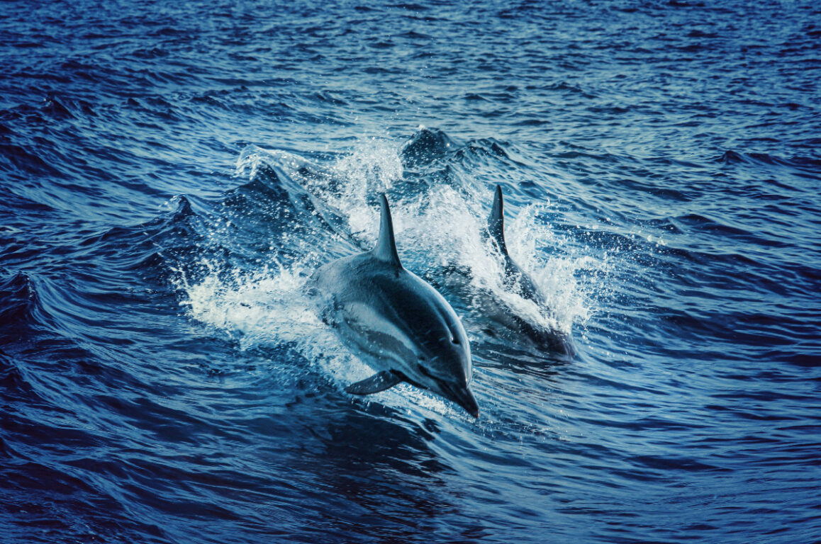 Delfines saltan en el mar