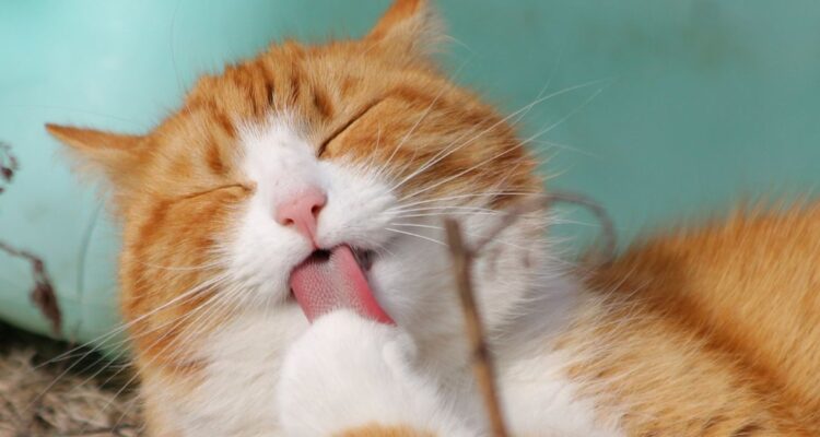Día internacional del gato, cuántos hay en Chile y qué mitos tienen