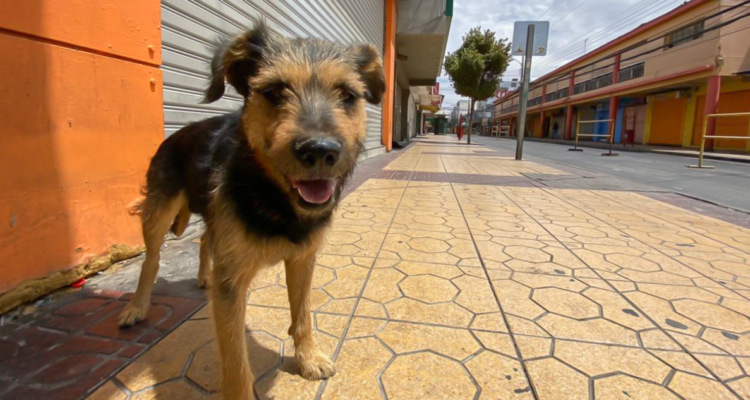 día internacional del animal sin hogar