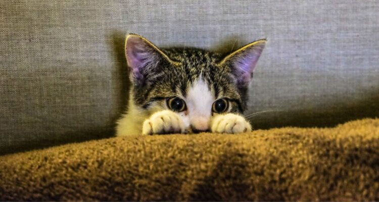 Día internacional del gato: cifras y estadísticas en Chile