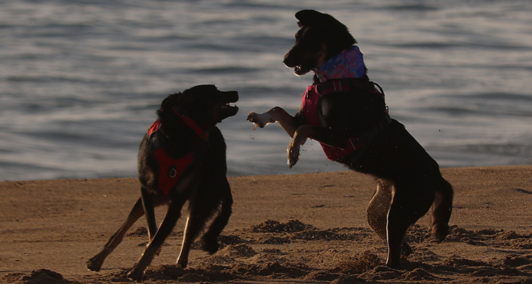 dos perros habrían sido quemados vivos