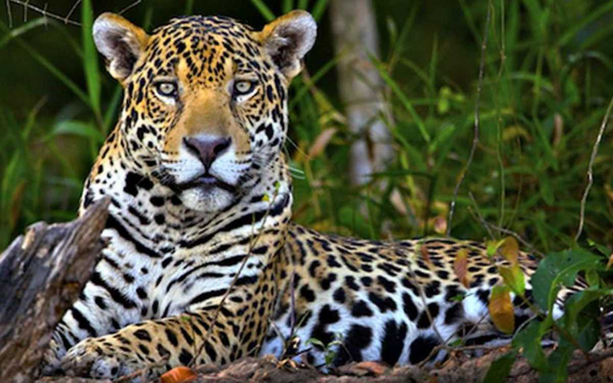 Según un laboratorio de conservación de la Universidad Autónoma de México, existen 64 mil jaguares de México a Argentina.