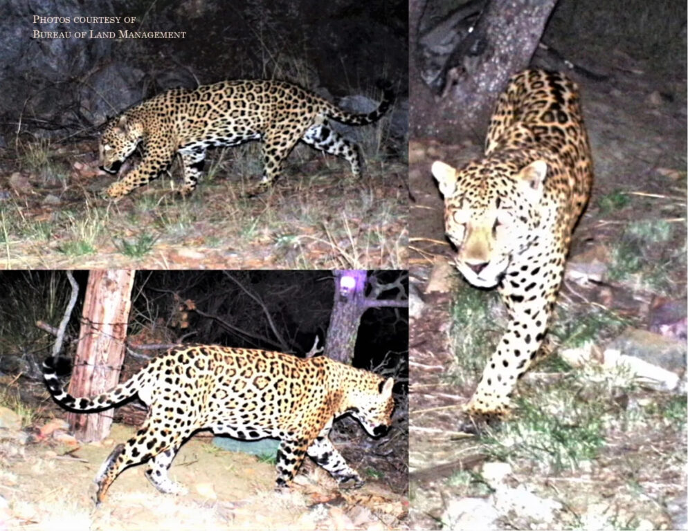 El jefe es un jaguar longevo, toda una leyenda en la frontera sur de México y EEUU.