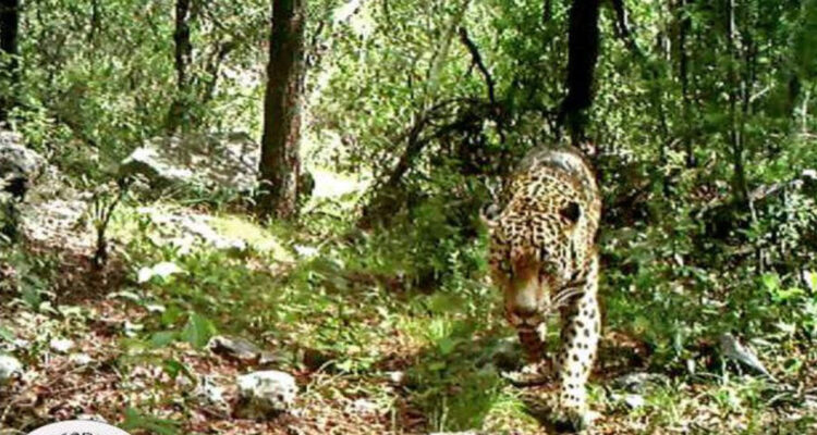 El jefe: el jaguar que burla el muro fronterizo y a los cazadores.