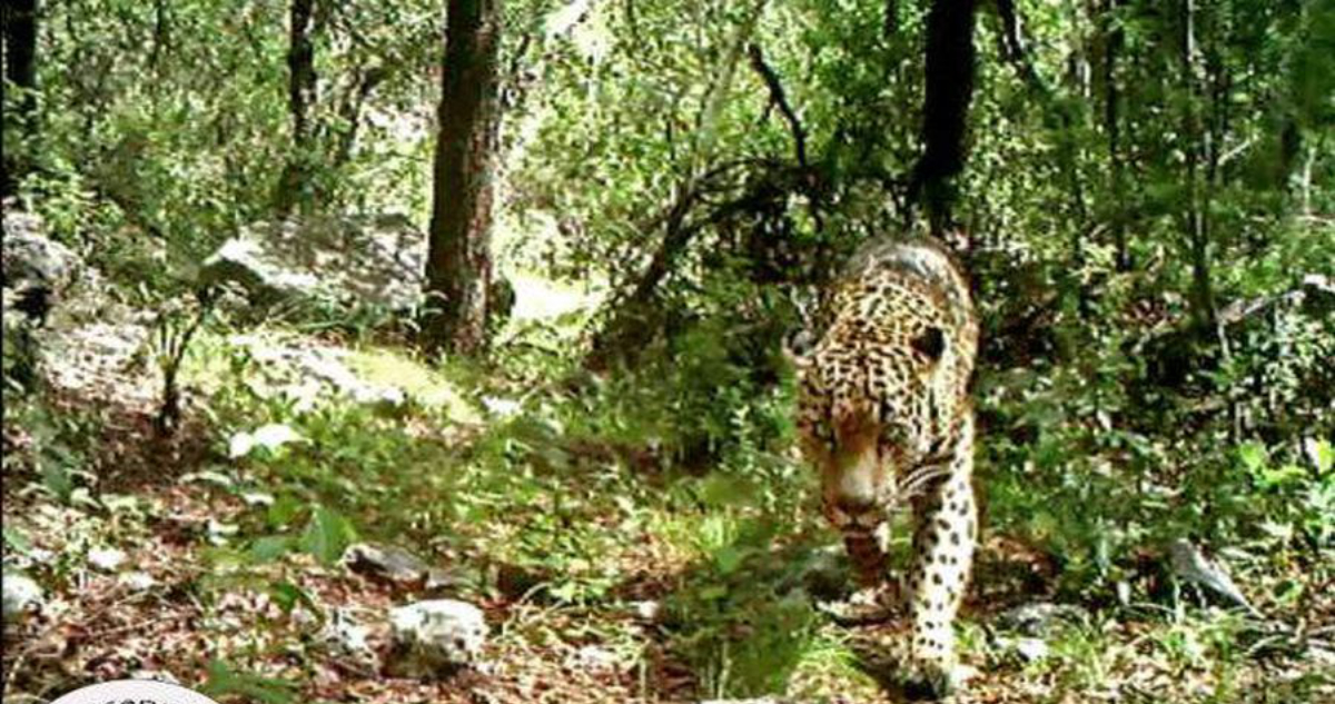 El jefe: el jaguar que burla el muro fronterizo y a los cazadores.
