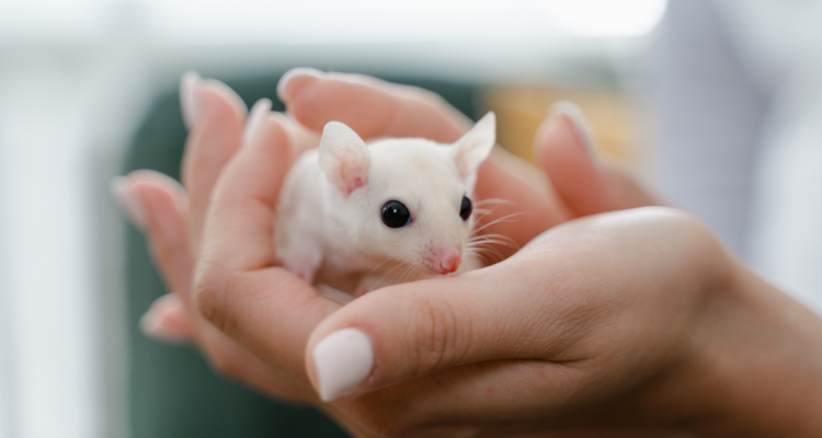 embiones-sinteticos-de-raton