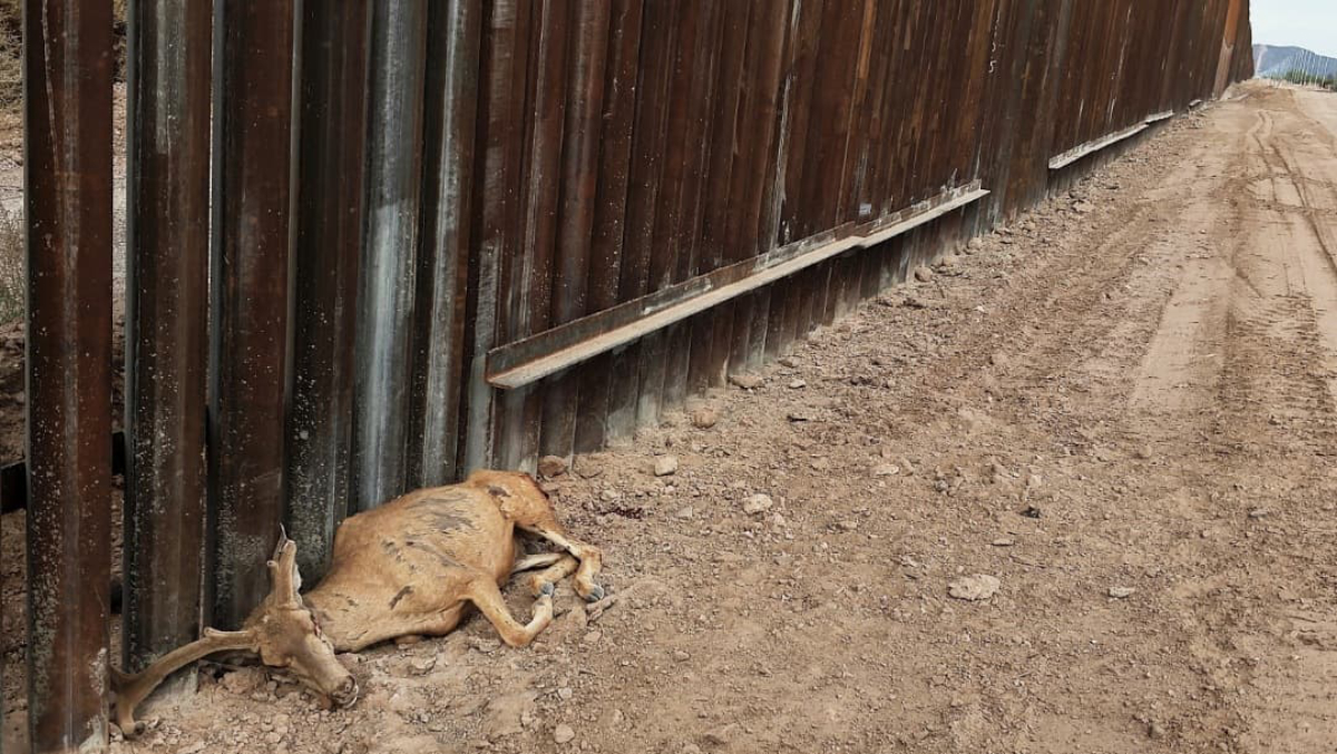 La fauna en el desierto de Sonora y el muro fronterizo: una política que afecta también a los animales.