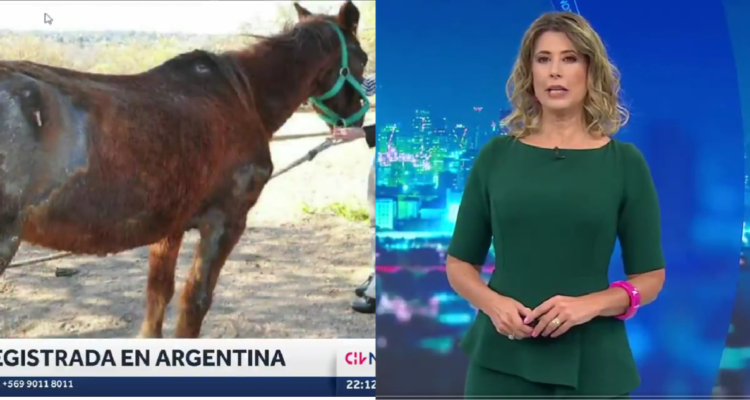 Foto falsa de caballo herido