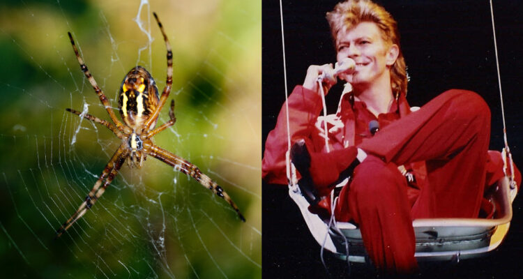 David-Bowie-araña