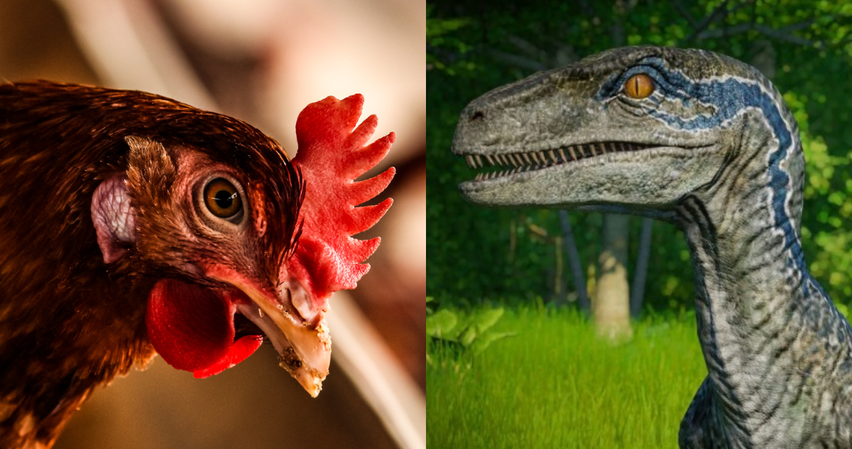 Evolucionaron los dinosaurios? Descubren nueva característica similar entre  aves y terópodos | Ciencia y Tecnología | BioBioChile
