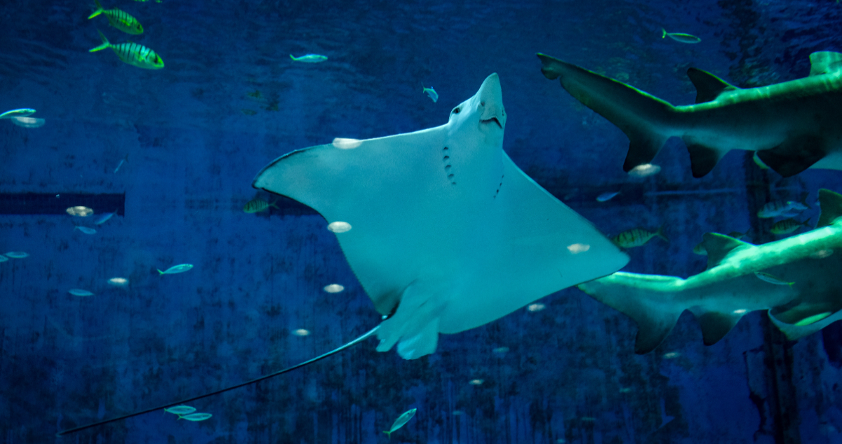 mantarraya