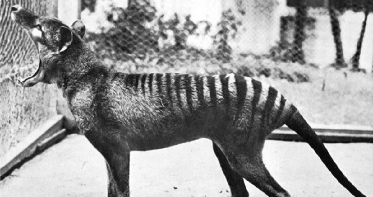 tigre-de-tasmania