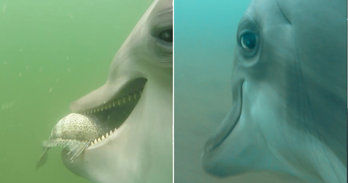 cámaras-en-delfines