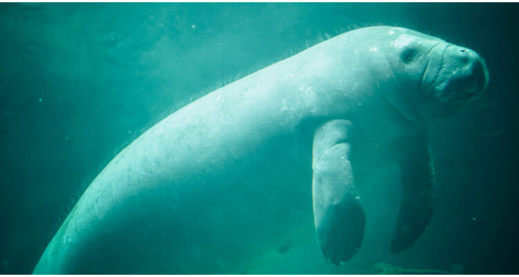 dugongo-en-china