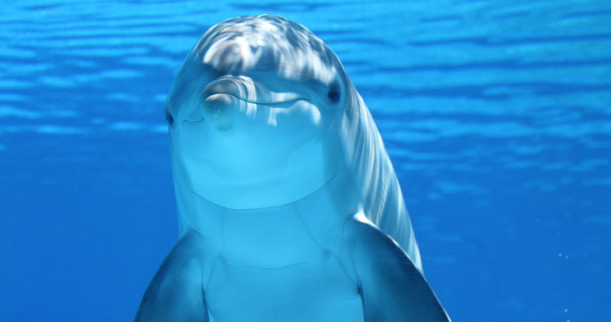 delfines